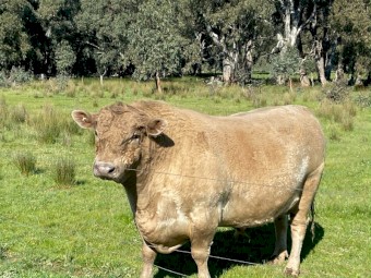 Murray Gray Bull