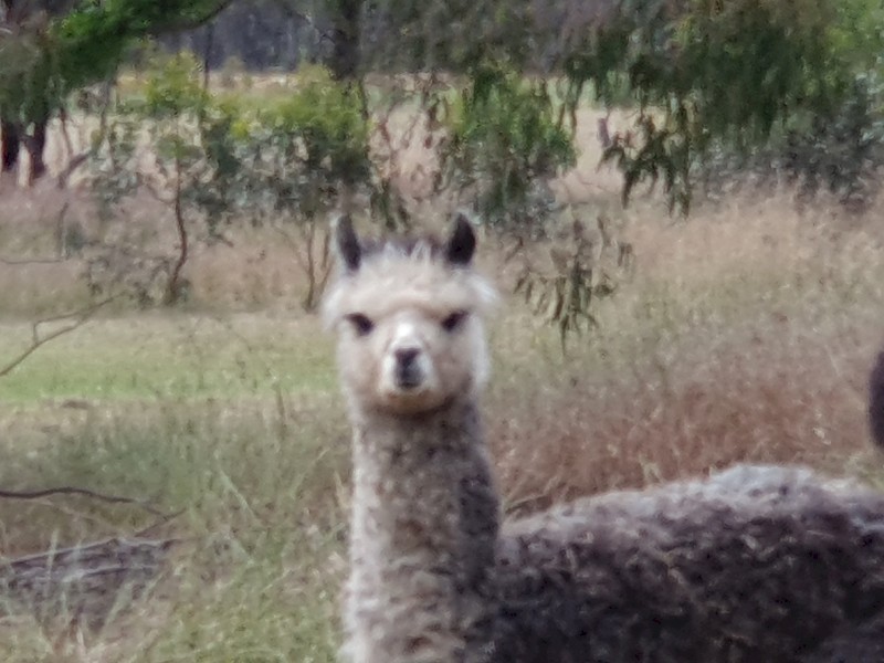 Alpacas for sale 