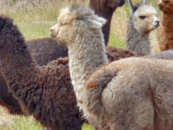 Alpacas for sale 