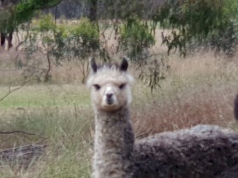 Alpacas for sale 