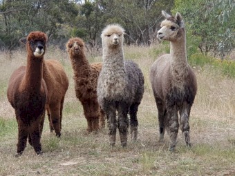 Alpacas for sale 