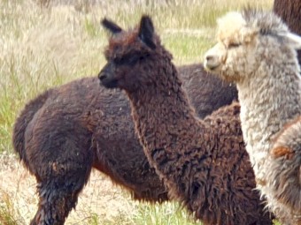 Alpacas for sale 
