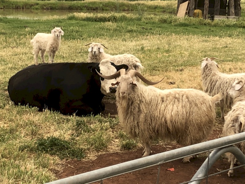 Angora mixed age/sex