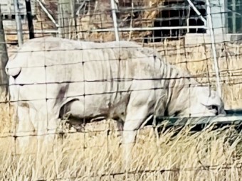 Tattykeel bloodline Australian White Ram