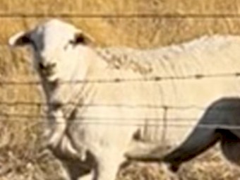 Tattykeel bloodline Australian White Ram