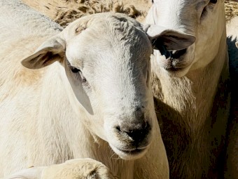 Tattykeel bloodline Australian White Ram