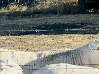 Tattykeel bloodline Australian White Ram