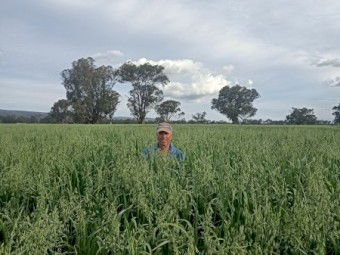 Forage oats