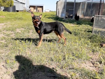 1 pure breed kelpie pup available