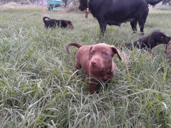1 pure breed kelpie pup available