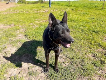 1 pure breed kelpie pup available