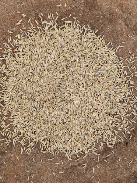 Wizard Oats. Graded cleaned and ready to sow. 2021 grown seed test and germ available