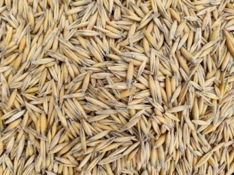 Wizard Oats. Graded cleaned and ready to sow. 2021 grown seed test and germ available