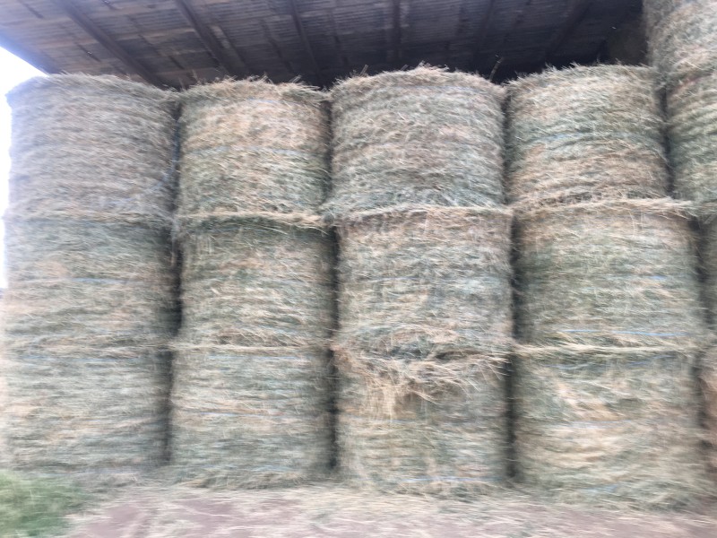 Lucerne Hay