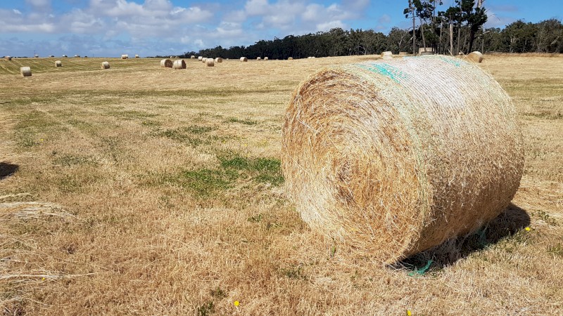 Hay - Round 5x4 Bales - Good Quality Pasture Hay (Rye/Clover)