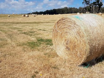 Hay - Round 5x4 Bales - Good Quality Pasture Hay (Rye/Clover)