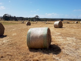 Hay - Round 5x4 Bales - Good Quality Pasture Hay (Rye/Clover)