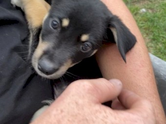 Kelpie Pups 