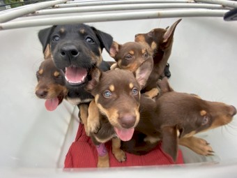 Kelpie Pups 