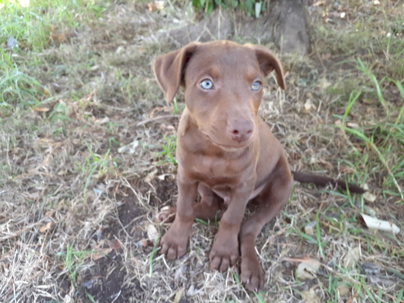 1 pure breed kelpie pup available