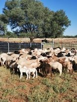 Meatmaster Ewes Station mated 50 available