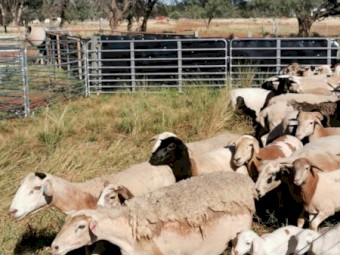Meatmaster Ewes Station mated 50 available