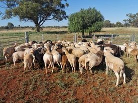 Meatmaster Ewes Station mated 50 available