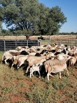 Meatmaster Ewes Station mated 50 available