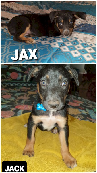 1 male pup 4mths old