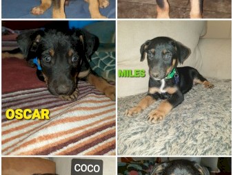 1 male pup 4mths old