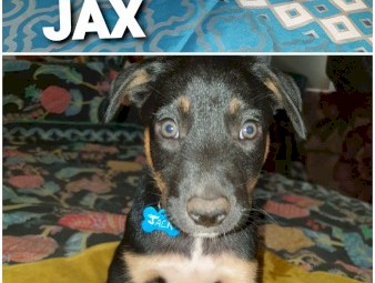 1 male pup 4mths old