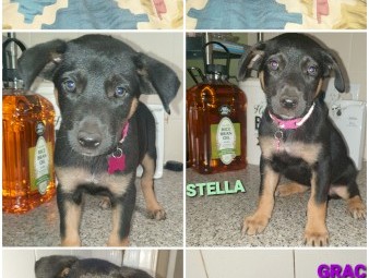 1 male pup 4mths old