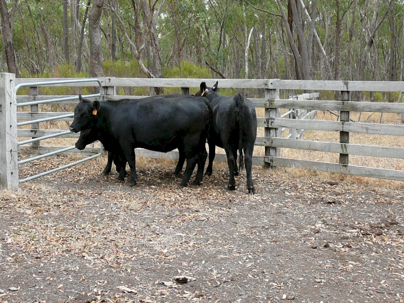 Angus Heifers