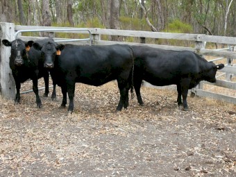 Angus Heifers