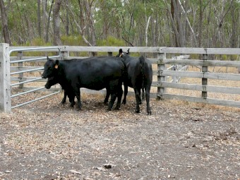 Angus Heifers