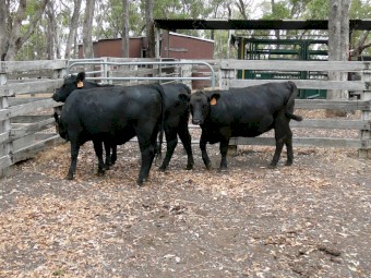 Angus Heifers
