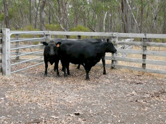 Angus Heifers