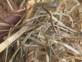 28mt Oaten Hay 600kg 8x4x3 Bales (2020)