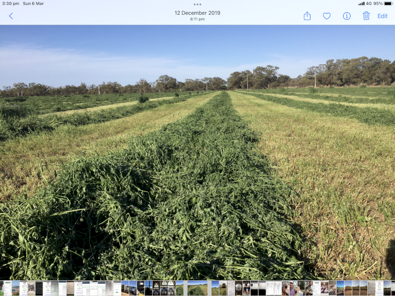 Organically grown lucerne hay Farm Tender