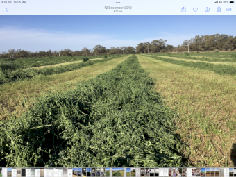 Organically grown lucerne hay