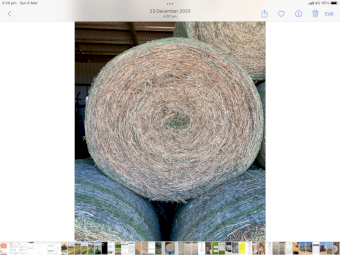 Organically grown lucerne hay