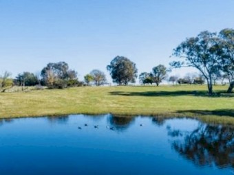 Agistment for sheep/cattle