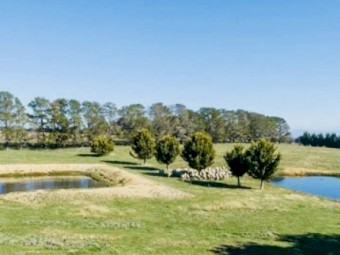 Agistment for sheep/cattle