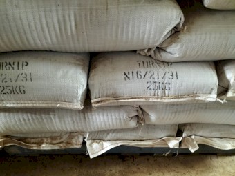 Turnip/Brassica Seed