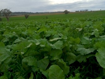 Turnip/Brassica Seed