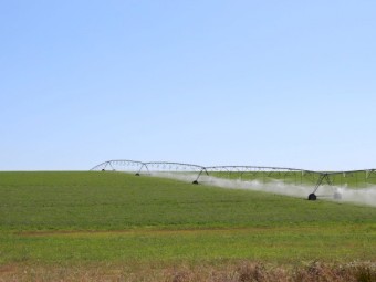 Lucerne Hay Round Bales - Shedded