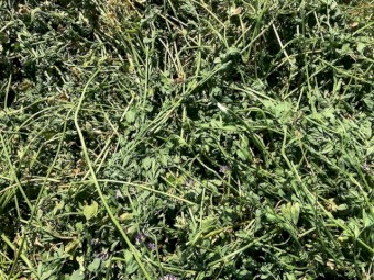 Lucerne Hay Large Square Bales - Shedded