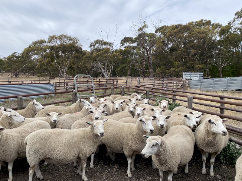 2017 Texal / White Suffolk Ewes x 30