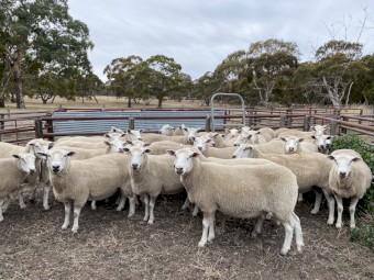2017 Texal / White Suffolk Ewes x 30