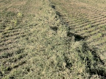 Lucerne Hay 8x4x3 Bales